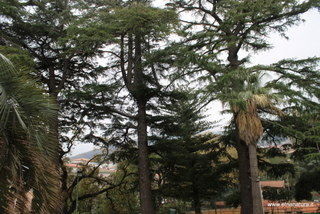Cedro parco Zafferana